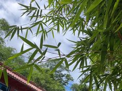 -野象谷景区