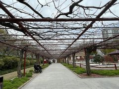 -嘉定紫藤园