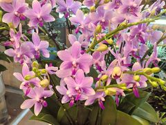 -双季花艺园艺市场(浦东店)