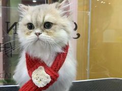 -车接车送·寄养洗护·德文猫舍(大宁店)