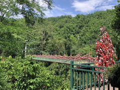 -西双版纳原始森林公园