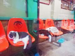 -猫咪博物馆(顶澳仔猫街店)