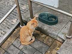 -大益烤鸡