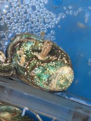 -中国黄金(北京旗舰店)