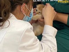 -喵百万·布偶·蓝金金渐层英短·猫舍(百子湾店)