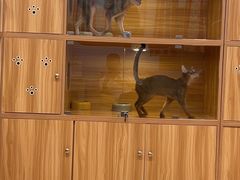 -猫十亿·布偶金渐层·曼基康矮脚猫舍(青年路店)