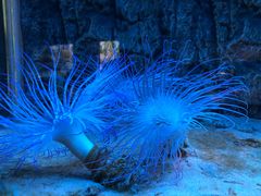 -北戴河圣蓝海洋公园