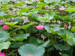 -桐乡植物园