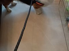 -乖乖宠物医院·猫科·急重症中心(车站北路分院)