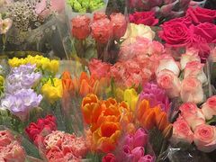 -朝来春花卉市场