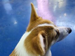 -FAELING PETS美天灵宠物(富力广场店)
