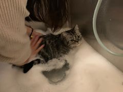 -1013 PET SHOP精品宠物商店(丁香店)