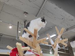 -Heymao猫咖.咖啡厅(东门店)