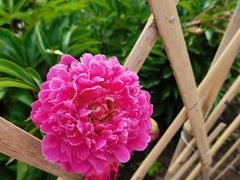 -黑龙江省森林植物园