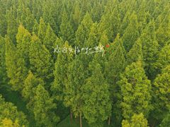 -黄海国家森林公园