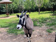 -大连森林动物园