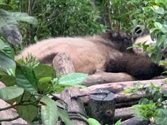 -都江堰中华大熊猫苑