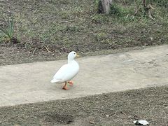 -广州白江湖森林公园