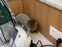 -联合动物医院(光谷诊疗中心)