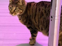 -云阿蛮云南生烫牛肉米线(奉贤路店)