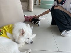 -怪兽屋·羊驼·猫咖·狗咖(俊华广场店)