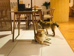 -柴务处·柴犬主题狗咖