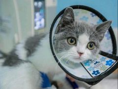 -皮特动物医院(24小时店)