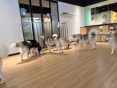 -Husky Go! 哈士奇体验馆·宠物咖啡厅狗咖