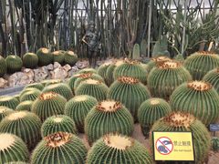 -深圳仙湖植物园-停车场
