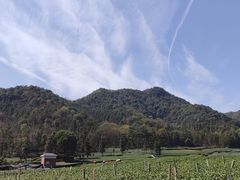-龙坞茶村