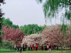-莲花池公园