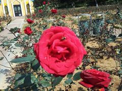 -松山湖梦幻百花洲