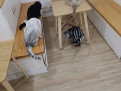 用餐区-李小姐の猫咖啡馆(五角场店)