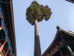 -恭王府博物馆