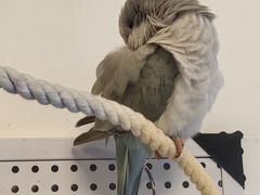 -吉丁鸟咖·异宠·寄养