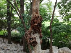 景点-紫荆山公园