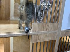 -老吴的猫·猫舍(新区店)