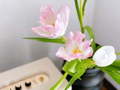 -花生FM_FLOWERS