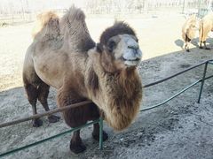 -秦皇岛野生动物园