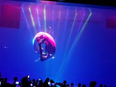 -芜湖新华联大白鲸海洋公园