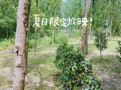 -合肥滨湖国家森林公园