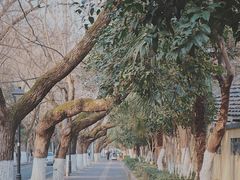 -颐和路民国时期公馆风貌区