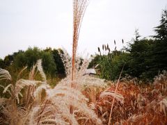 -济南国际园博园