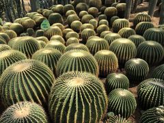 -南山植物园