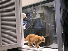 -猫小院猫主题餐厅(三里屯店)