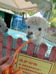 -萌宠亲子动物乐园(槐房万达店)