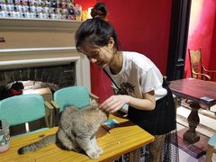 -猫色咖啡·猫咖