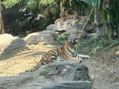 -深圳野生动物园