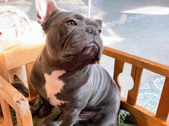 -more than meow吴止猫主题餐厅(承德 中船汇店)