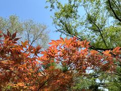 -莲花池公园